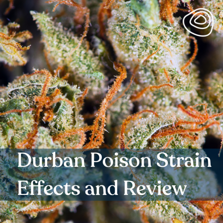 Durban Poison Strain Effects And Review 3574