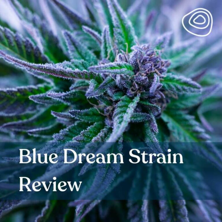 Blue Dream Strain Review