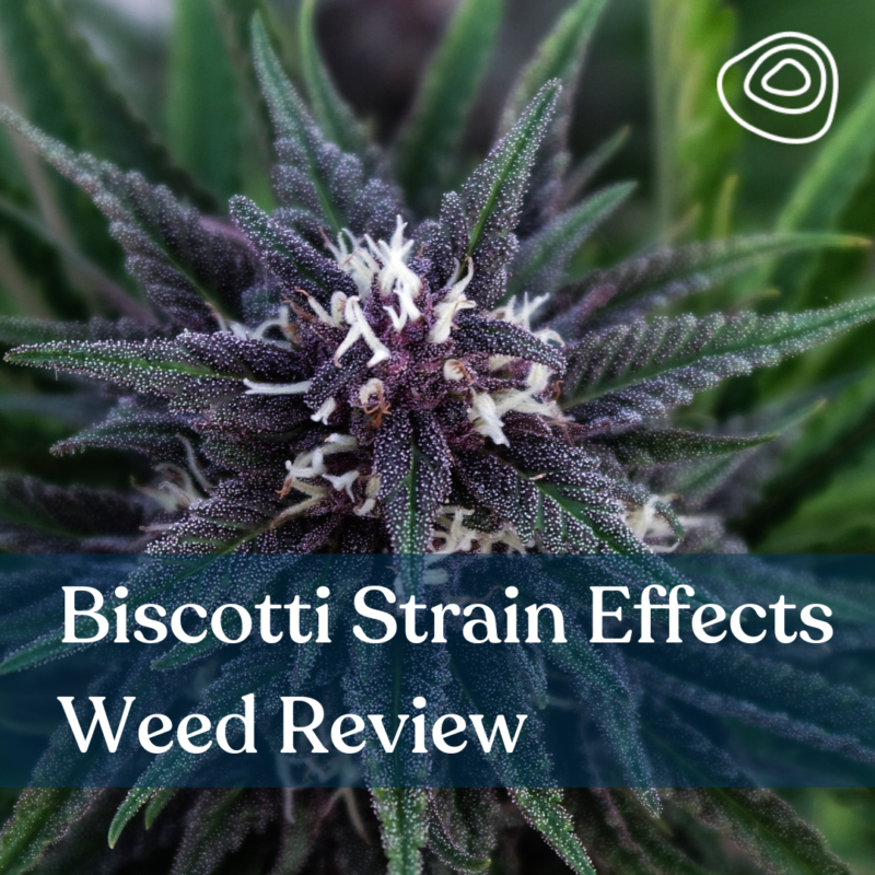 Biscotti Strain Effects Weed Review