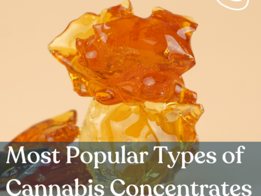 Most Popular Types of Cannabis Concentrates