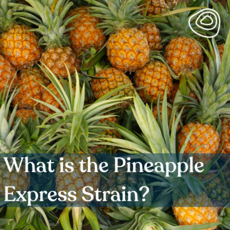 What is the Pineapple Express Strain