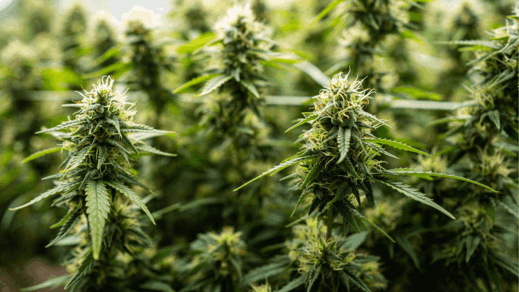 cannabis-flowers-in-plainfield-il