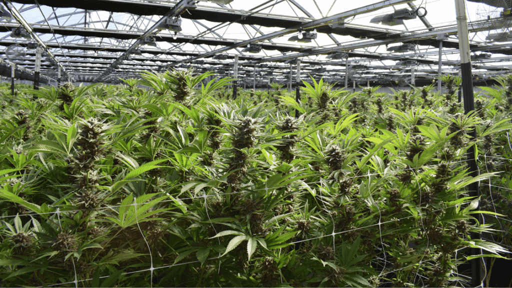 cannabis-flower-springfield-mo