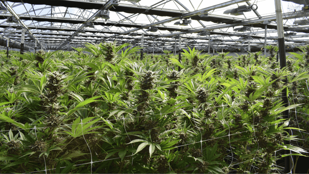 cannabis-flower-in-ofallon-mo